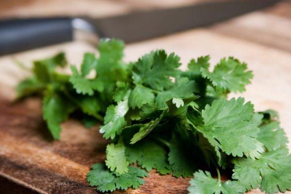 ผักชีสด