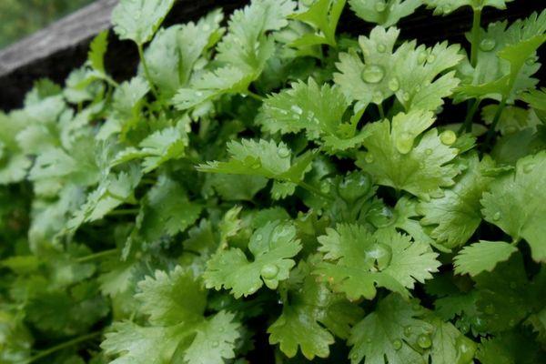 การปลูกผักชี