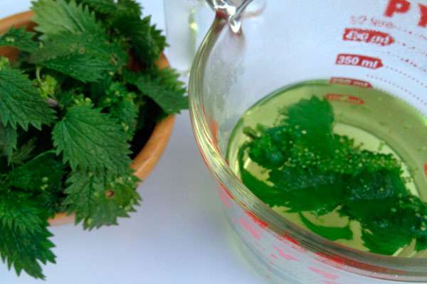 ปุ๋ยตำแย