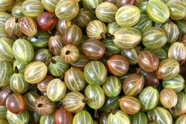 การเก็บเกี่ยวลูกเกด