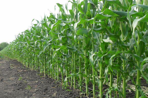 Maïs doux