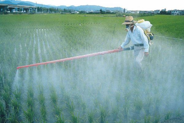 Carte technologique pour la culture du maïs ensilage, taux de semis et rendement par 1 ha