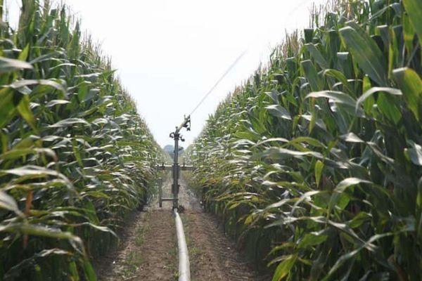 Cultiver des concombres