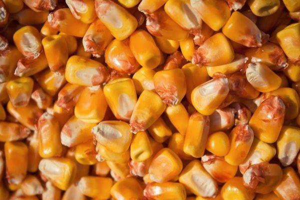 Graines de maïs