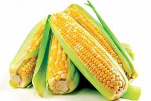 Qu'est-ce que le maïs - un légume ou un fruit, à quelle famille appartient la céréale et où est-elle utilisée ?