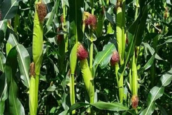 maïs en pleine terre