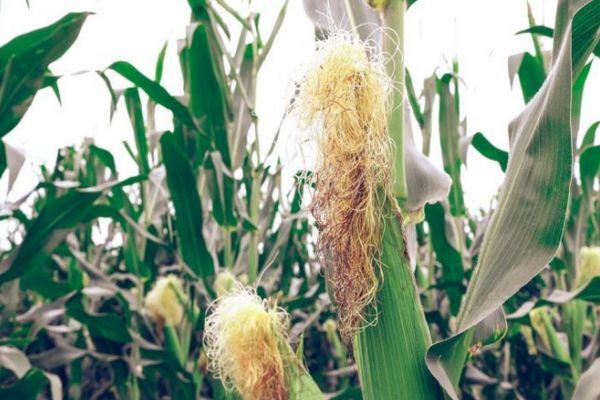 ประโยชน์ของข้าวโพด