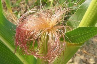 ไหมข้าวโพด