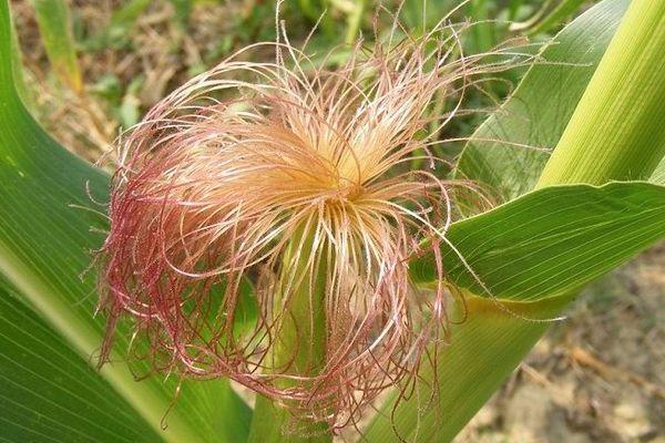 ไหมข้าวโพด