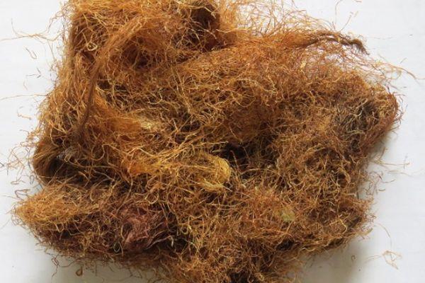 เกสรตัวเมียแห้ง