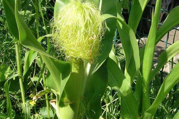 ข้าวโพดในทุ่งนา