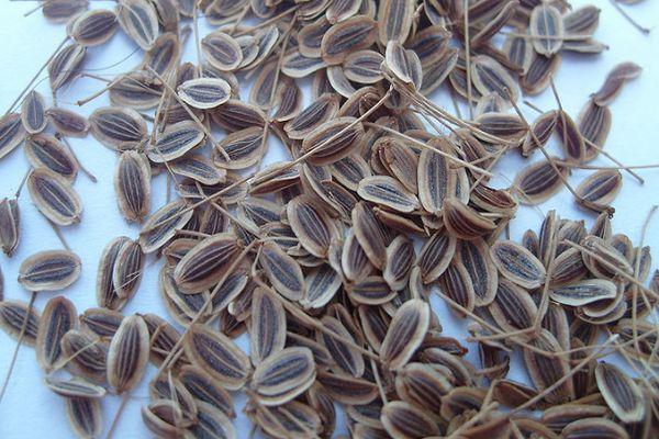 เมล็ดผักชีลาว