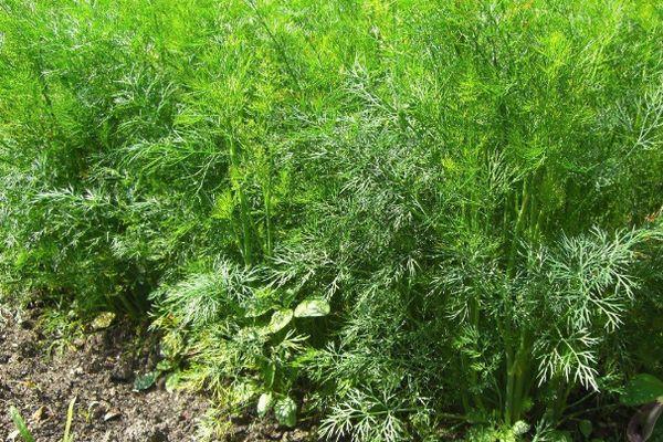 ต้นผักชีลาว