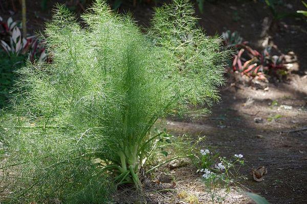 ผักชีลาวในสวน