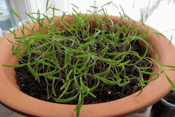 ต้นกล้าผักชีลาว