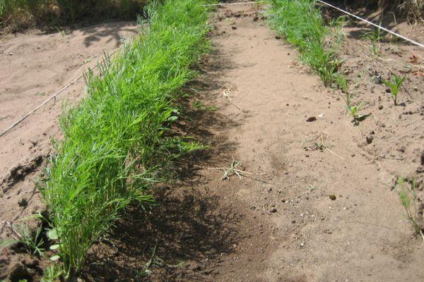 ถั่วงอกผักชีลาว