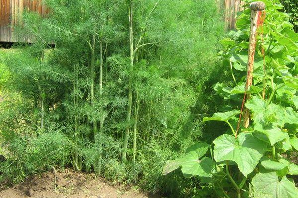 การปลูกผักชีลาว