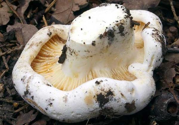 grincement dans la forêt