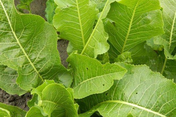 ต้นฮอร์สแรดิชในสวน