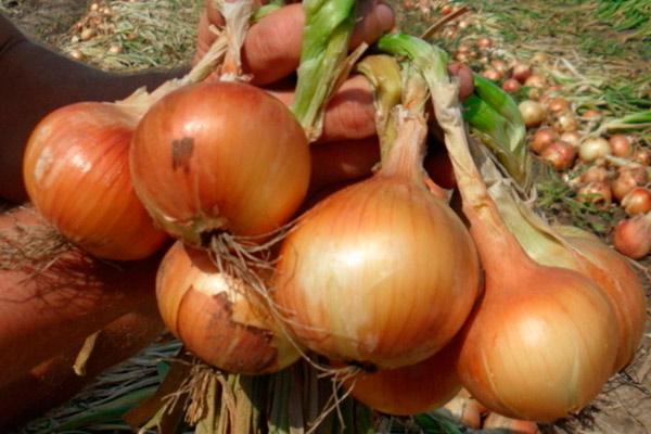 การเก็บเกี่ยวหัวหอม