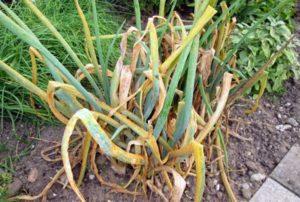 วิธีรักษาโรคต้นหอม การปลูกและดูแลในที่โล่งและบนขอบหน้าต่าง การเก็บรักษา