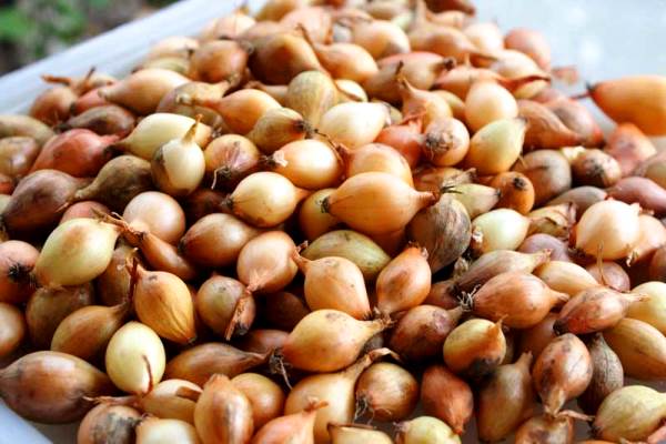 การเก็บเกี่ยวหัวหอมใหญ่