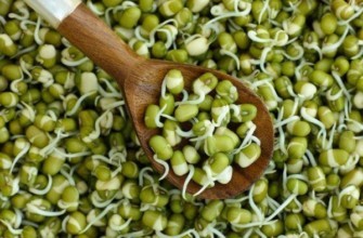 การเก็บเกี่ยวถั่วเขียว