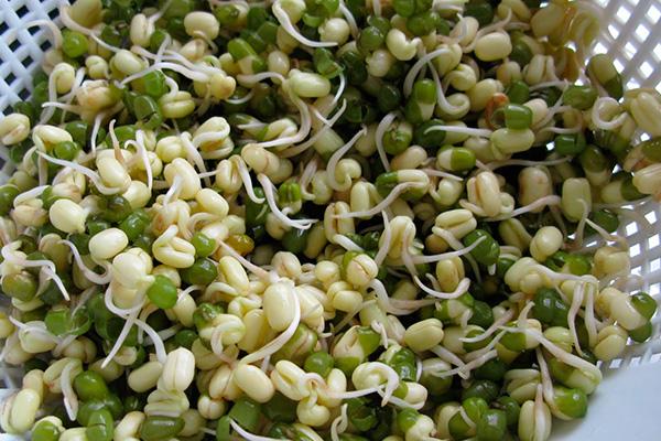 ลักษณะของถั่วเขียว