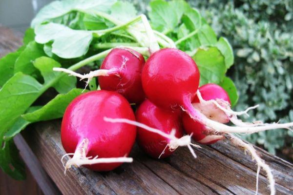 Radis avec fanes