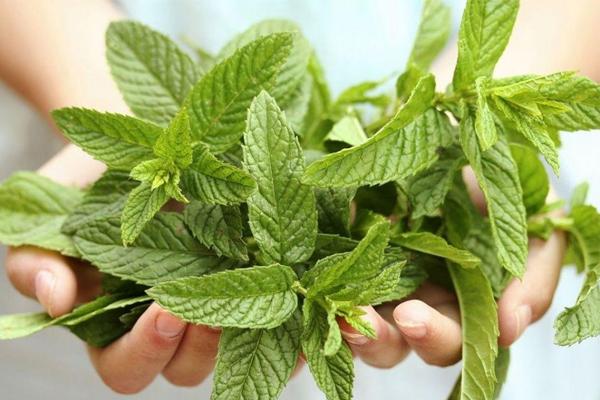 มิ้นต์อยู่ในมือ