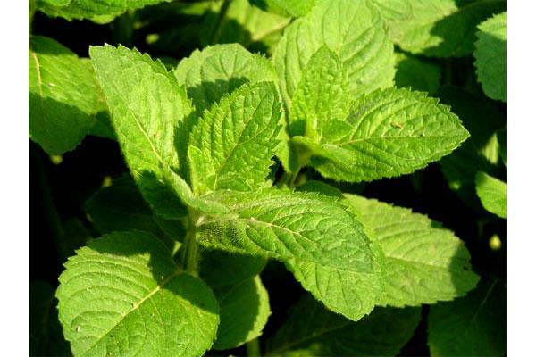 ต้นมิ้นต์