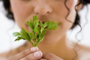 ประโยชน์และโทษของผักชีฝรั่งในช่วงต้นและปลายการตั้งครรภ์ และเมื่อใดที่ไม่ควรรับประทาน