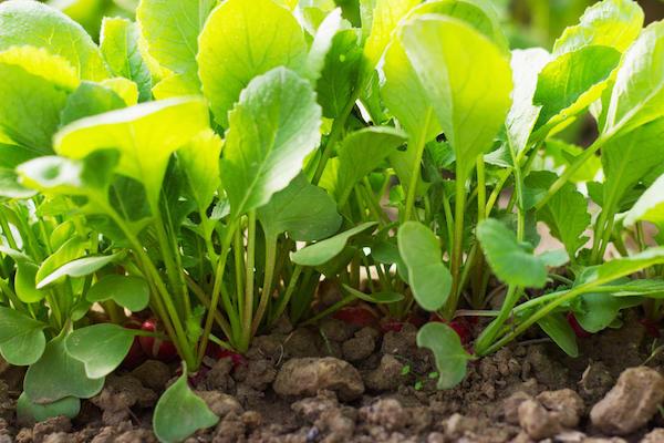 หัวไชเท้าสีชมพูในสวน