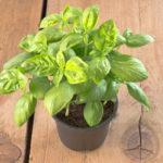 โหระพาในกระถาง