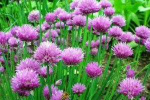 การปลูกและดูแลกุ้ยช่าย: พันธุ์โบฮีเมีย เมโดโนส และเคมัล