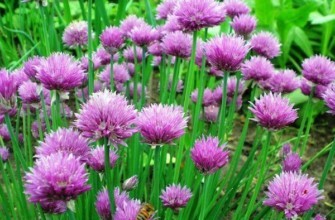 ต้นหอมในดินเปิด