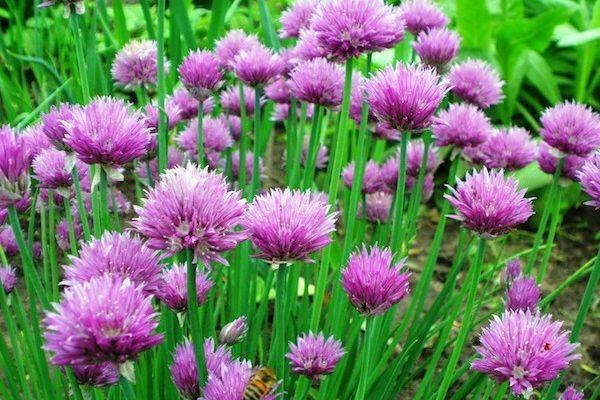 ciboulette en pleine terre