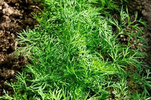 ต้นผักชีลาว