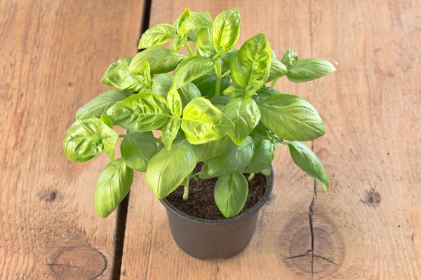 โหระพาในกระถาง