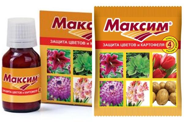 แม็กซิม