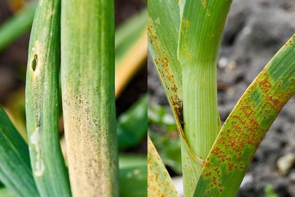 สนิมบนหัวหอม