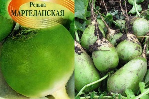 ลักษณะของหัวไชเท้ามาร์กิลัน