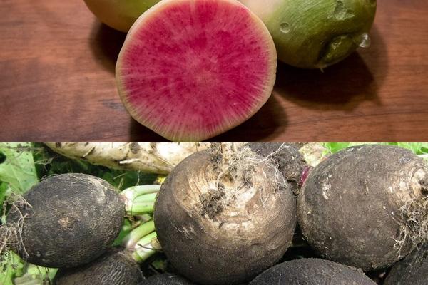 การเก็บเกี่ยวหัวไชเท้าเนื้อแดง