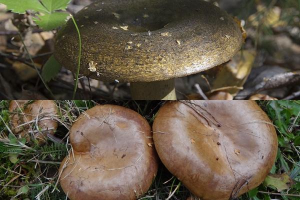 ลูกหมูและเห็ดนมดำ