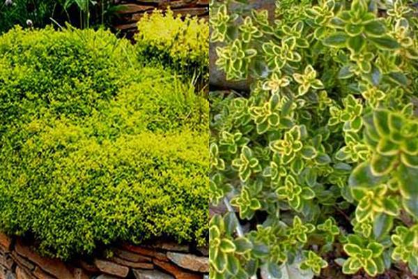 ลักษณะของไธม์มะนาว