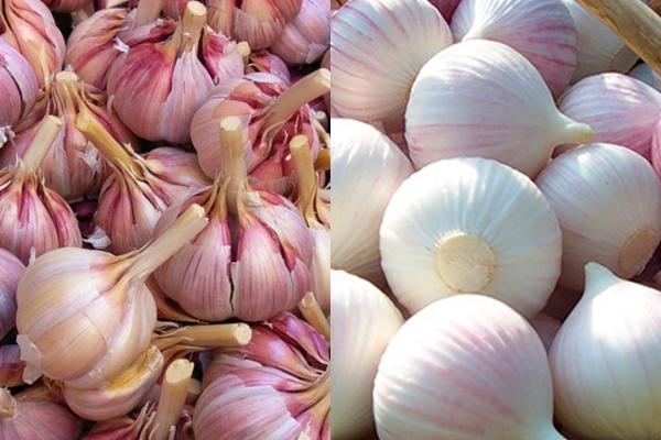 กระเทียมฤดูหนาวและฤดูใบไม้ผลิ