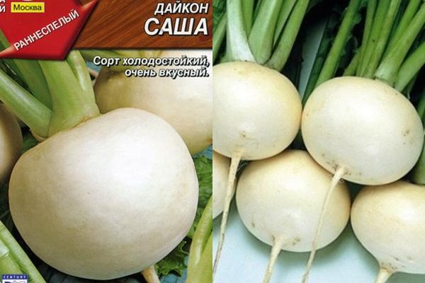 เมล็ดไชเท้าซาช่า