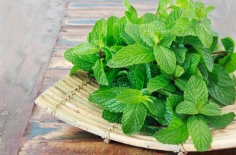 มิ้นต์บนโต๊ะ