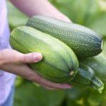 récolte de courgettes
