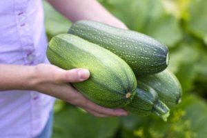 Pourquoi les courgettes ont-elles un goût amer dans le jardin, que faire et comment y remédier ?